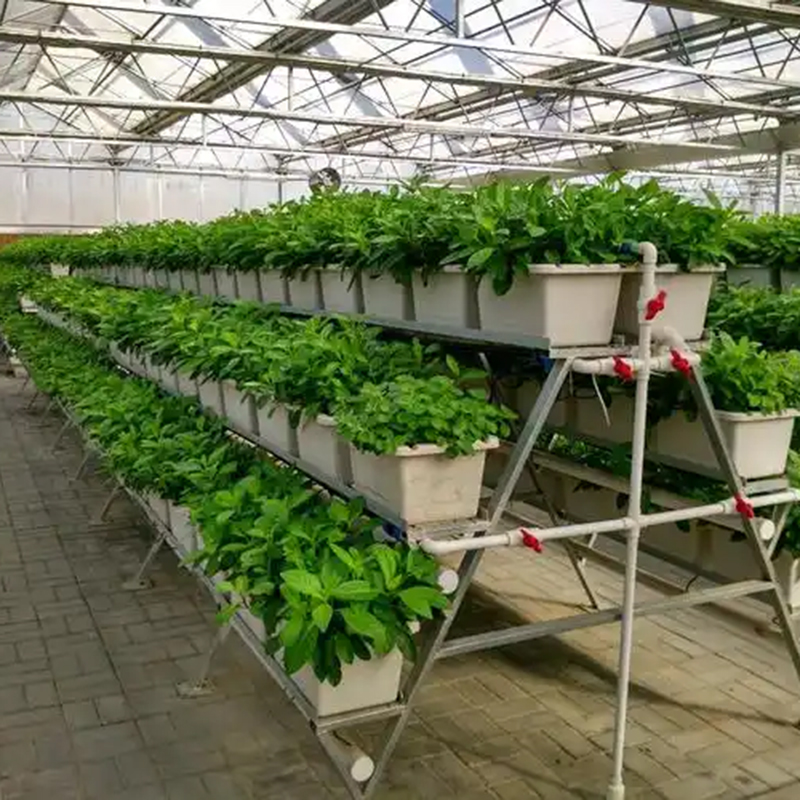 牡丹江市植物工厂水培蔬菜 - 哪里好
